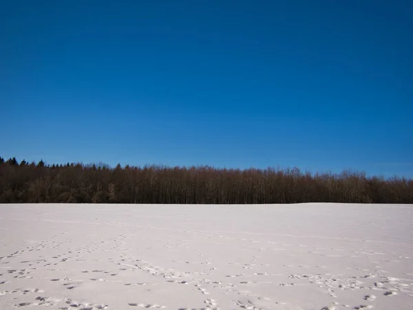 Borda Uma Floresta Primeiro Plano Prado Coberto Neve Com Pegadas — Fotografia de Stock