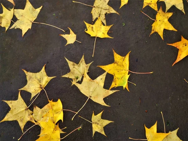 Gevallen Gouden Japanse Esdoorn Bladeren Liggend Grond Herfst — Stockfoto