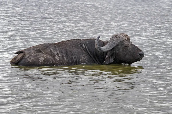 Buffalo Afrique Buffle Café Syncerus Caffer Nage Dans Marais Parc — Photo