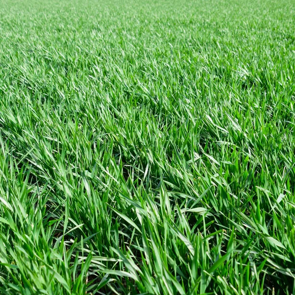 Campo Trigo Cultivo Cereales Paisaje Agrícola Rural — Foto de Stock