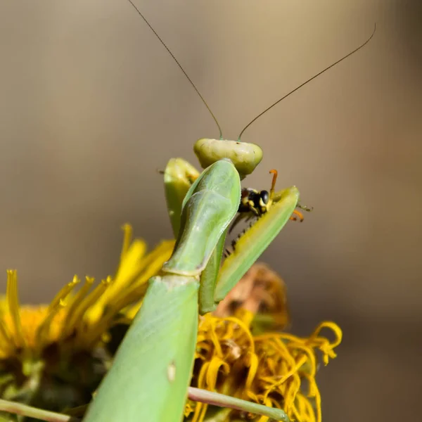 Praying Mantis Inseto Inseto — Fotografia de Stock