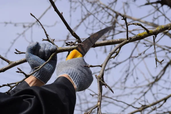 Cortar Una Rama Árbol Con Una Sierra Jardín Manual Poda — Foto de Stock