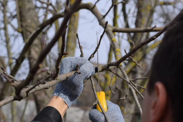 Cortar Una Rama Árbol Con Una Sierra Jardín Manual Poda — Foto de Stock