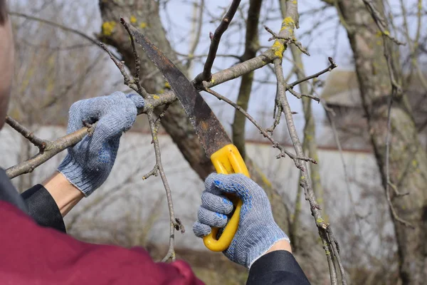 Cortar una rama de árbol con una sierra de jardín manual. Poda de ...