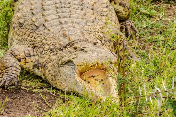 Crocodilo Jacaré Carnívoro Animal — Fotografia de Stock