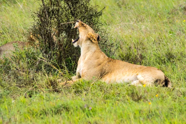 Lejoninna Sitter Savannen Nairobi Park Kenya Afrika — Stockfoto