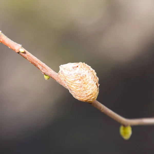 Ootheca Mantis Sui Rami Albero Vengono Deposte Uova Dell Insetto — Foto Stock