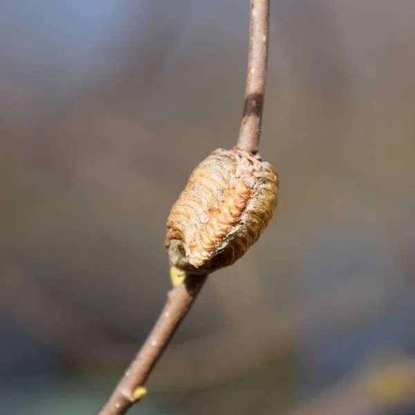 Ootheca Kudlanka Větvích Stromu Snášejí Vejce Hmyzu Snesená Kokonu Zimu — Stock fotografie