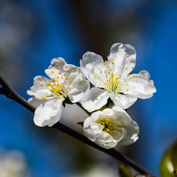 Körsbärsblommor Blommor Träd — Stockfoto