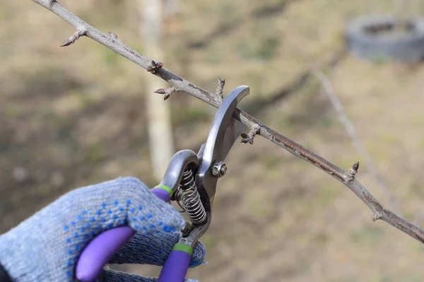 Recortar Árbol Con Cortador Poda Primavera Árboles Frutales —  Fotos de Stock