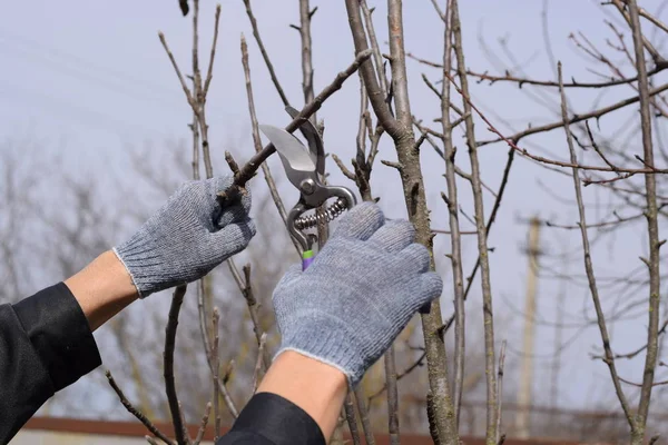 Aparar Árvore Com Cortador Poda Primavera Árvores Fruto — Fotografia de Stock