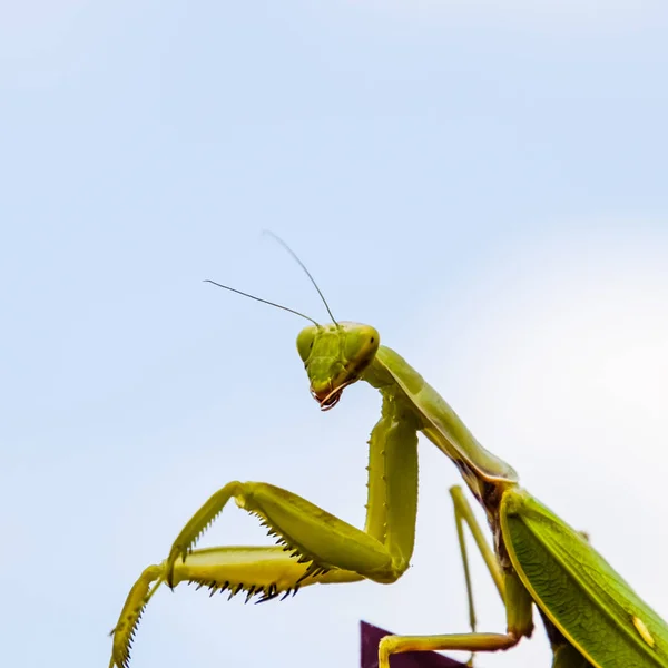 Orando Insecto Mantis Insecto — Foto de Stock