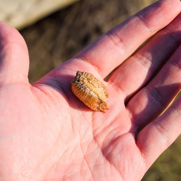 Een Stapel Bidsprinkhaan Menselijke Hand Inspectie Voor Eieren Van Het — Stockfoto