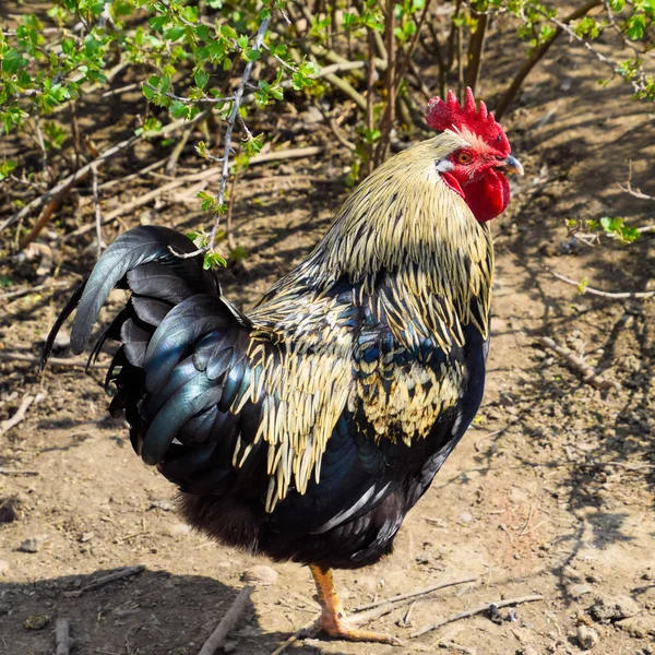 Gallinas Patio Gallinero Cultivo Aves Corral —  Fotos de Stock