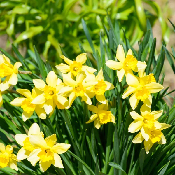 Çiçekler Sarı Nergis Bahar Çiçekli Ampul Flowerbed Bitkilerde — Stok fotoğraf