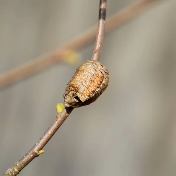Ootheca Mantis Nos Ramos Uma Árvore Ovos Inseto Colocado Casulo — Fotografia de Stock
