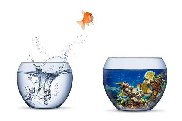 Goldfish Jump Out Bowl Coral Reef Paradise Fish Change Chance — Fotografia de Stock