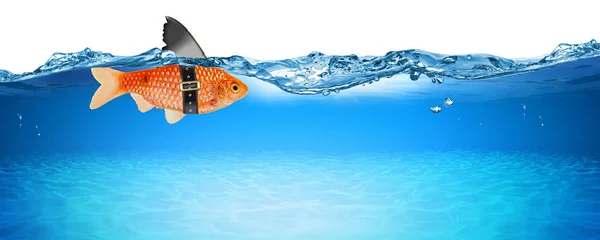 Золотая Рыбка Искусственным Плавником Акулы Креативная Бизнес Идея Инновационная Концепция — стоковое фото