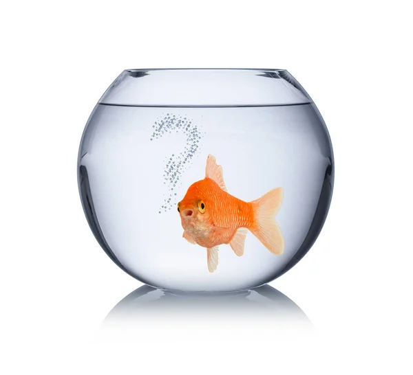 Goldfisch Schüssel Mit Fragezeichen Blasen Einsame Gefangenschaft Fisch Konzept Isoliert — Stockfoto