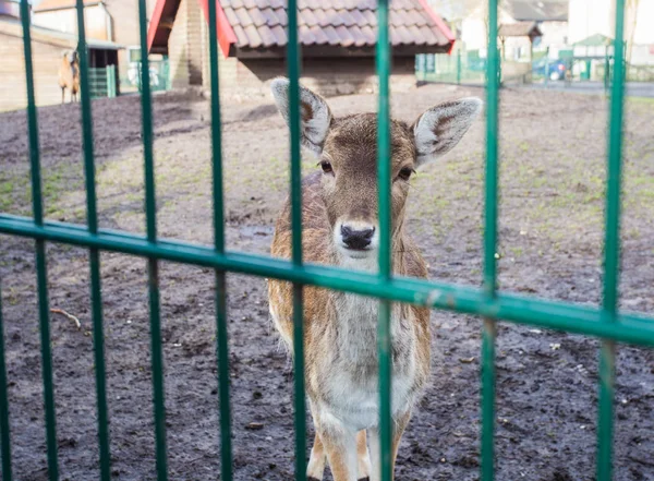 Veado Mini Zoológico Parque Animal Veados Trancados Uma Gaiola Bonito — Fotografia de Stock