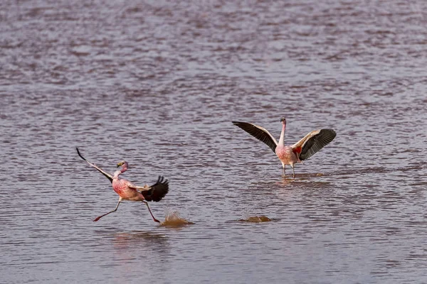 Malerischer Blick Auf Majestätische Flamingos Der Natur — Stockfoto