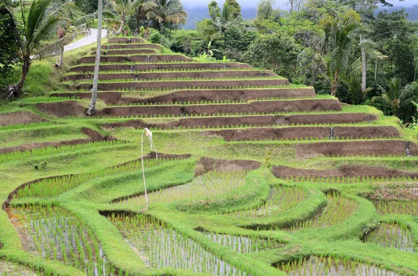 Jatiluwih rice terrace with sunny day and green jungles in Ubud, Bali