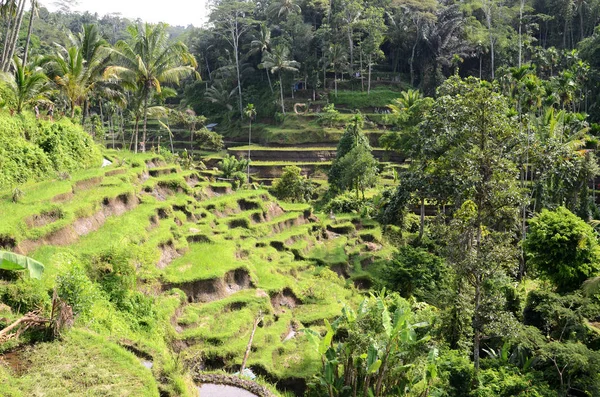 Ubud Bali Tegalalang Pirinç Terasları Tegalalang Rice Terrace Ünlü Turist — Stok fotoğraf