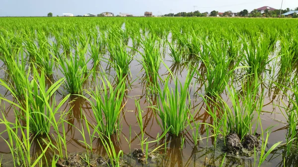 Campo Arroz Verde Fresco Joven Formó Hermoso Patrón Diseño —  Fotos de Stock