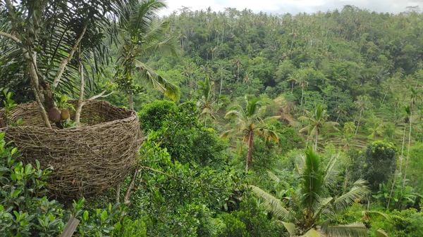 Vista Natural Ubud Bali Indonesia —  Fotos de Stock