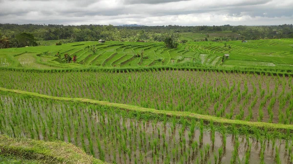 Jatiluwih Rice Terrace Ηλιόλουστη Μέρα Και Πράσινες Ζούγκλες Στο Ubud — Φωτογραφία Αρχείου