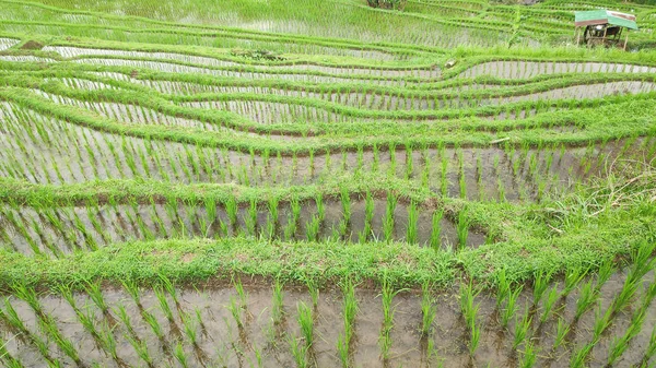 Jatiluwih Rice Terrace Ηλιόλουστη Μέρα Και Πράσινες Ζούγκλες Στο Ubud — Φωτογραφία Αρχείου