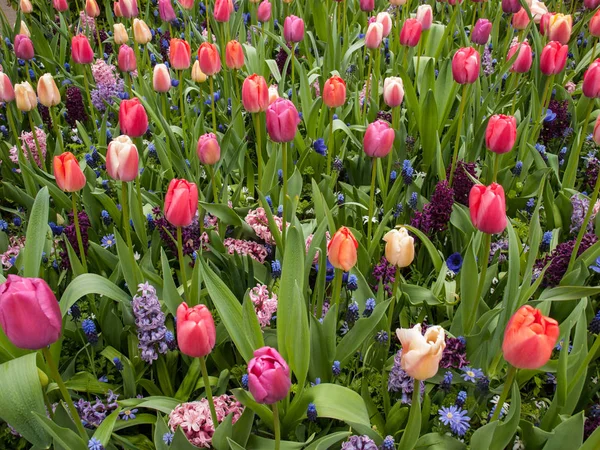 Schöne Frühlingstulpen Blumen Flora — Stockfoto