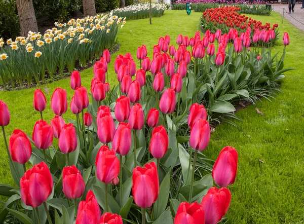 Bellissimi Fiori Tulipani Petali Flora Primaverile — Foto Stock