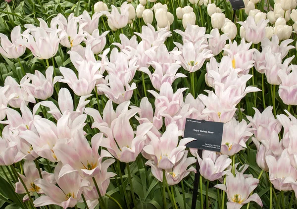 Lisse Holanda Abril 2017 Tulipas Chamaram Balada Prata Florescendo Jardim — Fotografia de Stock