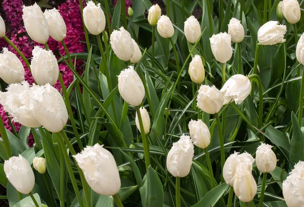 Piękne Tulipany Kwiaty Płatki Wiosenna Flora — Zdjęcie stockowe