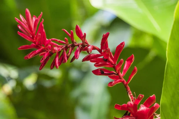 Caribe Santa Lúcia Flores — Fotografia de Stock