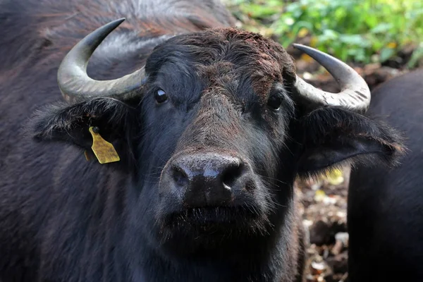 Búfalo Animal Natureza Gado — Fotografia de Stock