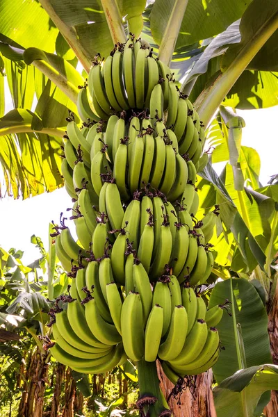 Καραϊβική Θάλασσα Φυτεία Μπανάνας Στην Αγία Λουκία — Φωτογραφία Αρχείου