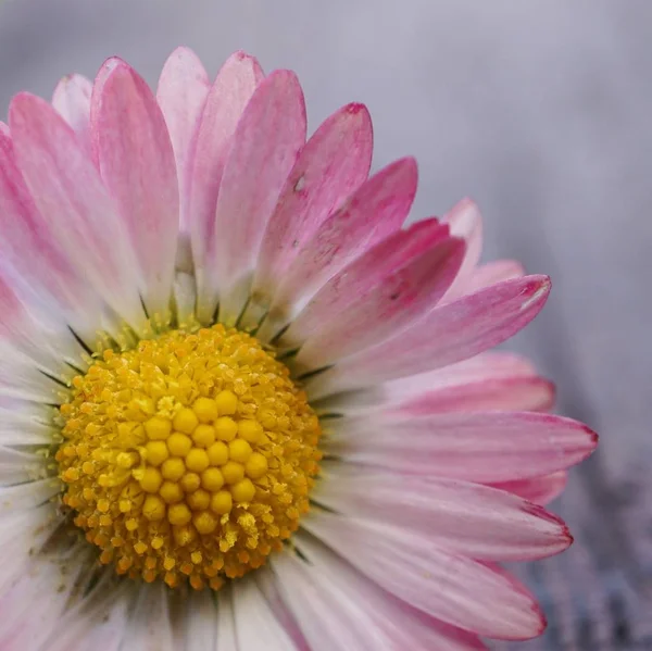 Marguerite Fleur Plante Pétales — Photo