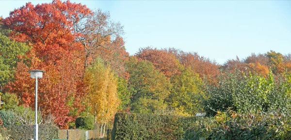Panorama Uma Floresta Outono — Fotografia de Stock