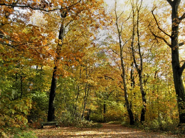 Vila Bokskog Hösten Solig Dag Färgglada Lövträd — Stockfoto