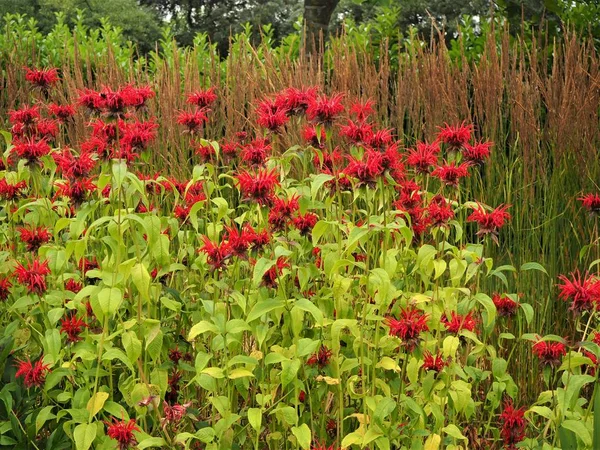 Rode Monarda Bijenbalsem Bloeiend Een Zomertuin Grens — Stockfoto