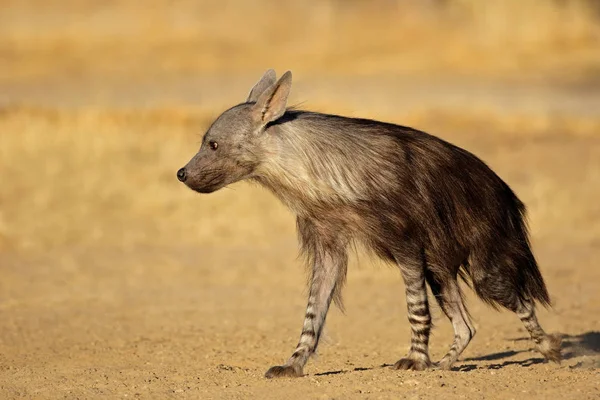 Een Alert Bruine Hyena Hyaena Brunnea Kalahariwoestijn Zuid Afrika — Stockfoto