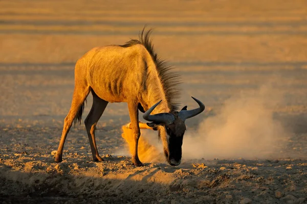 Kék Gnúd Connochaetes Taurinus Porban Kalahári Sivatag Dél Afrika — Stock Fotó