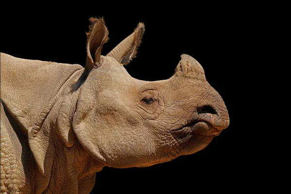 Портрет Индийского Носорога Rhinoceros Unicornis Изолированный Черном — стоковое фото