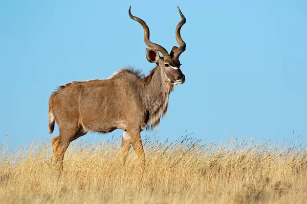 Samec Kudu Antilopy Tragelaphus Strepsiceros Proti Modré Obloze Jihoafrická Republika — Stock fotografie