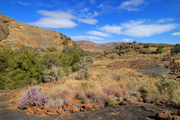 Paisaje Escénico Con Flores Silvestres Parque Nacional Mountain Zebra Sudáfrica — Foto de Stock