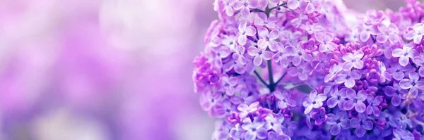 Пурпурные Сиреневые Цветы Весеннем Цвету — стоковое фото