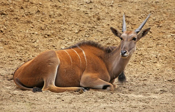 Dormant Elenantilope Taurotragus Oryx — Stockfoto