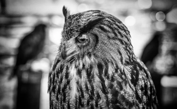 Hibou Sauvage Entraîné Détail Grand Oiseau — Photo